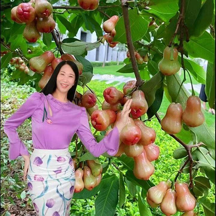 唐山开平楼凤 2